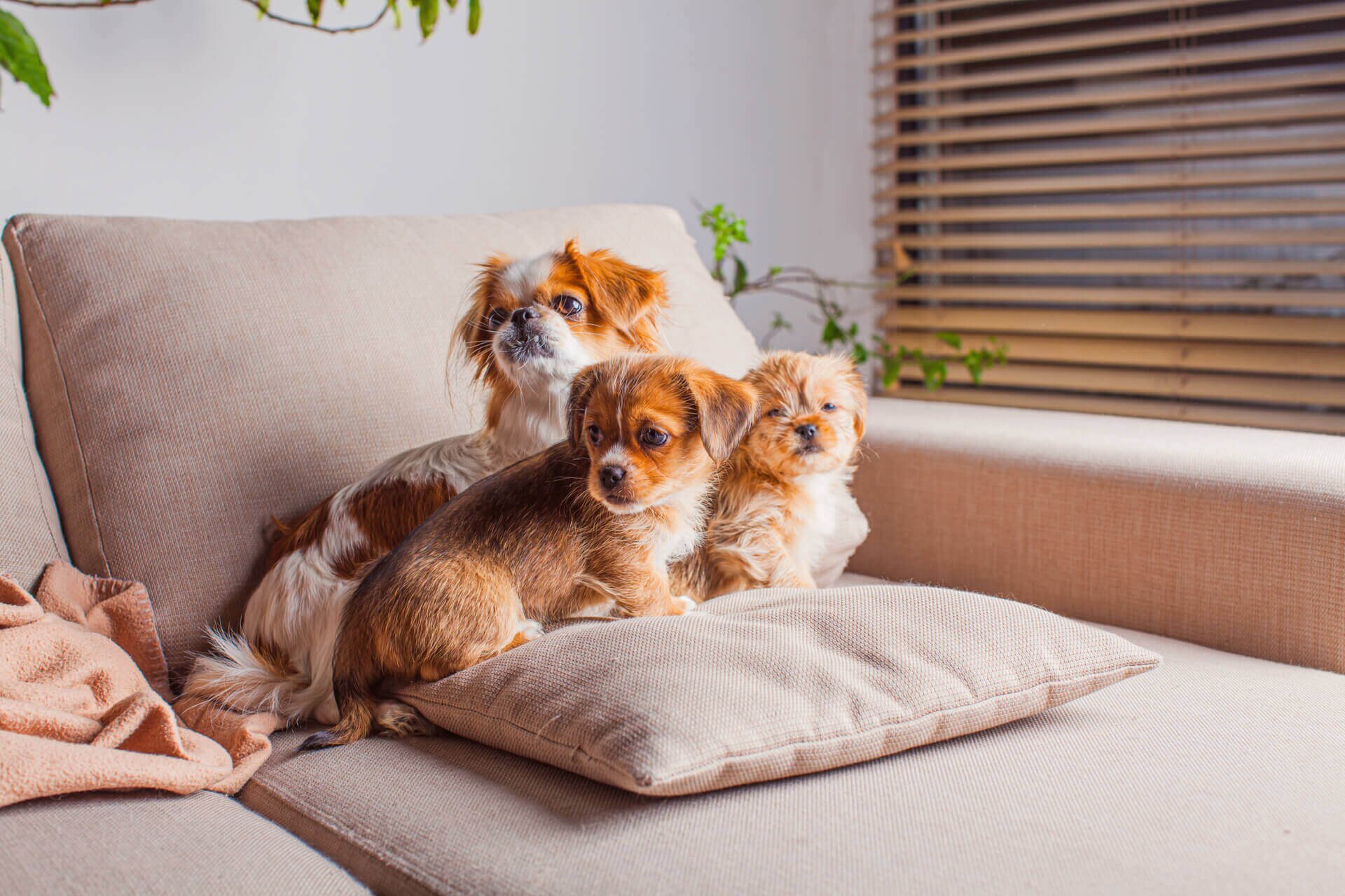 Почему собака сильно дышит и высовывает язык